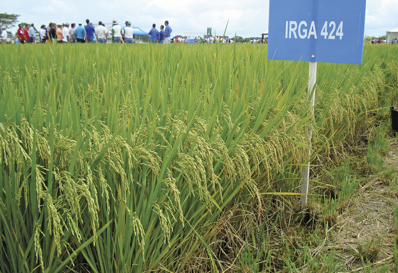 Sementes Simão aposta na qualidade em sementes de arroz irrigado