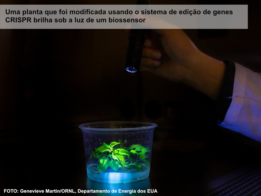 Novo método de empilhamento de genes acelera a transformação genética