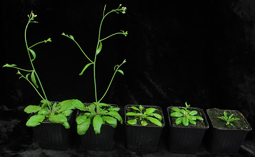 As plantas transmitem uma "memória ambiental" às novas gerações As plantas transmitem uma "memória ambiental" às novas gerações