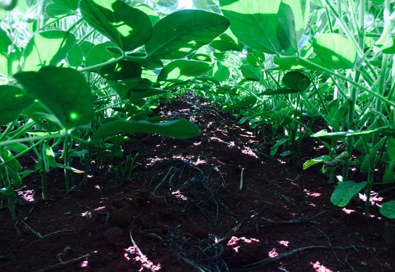 A Soja Amplia as Fronteiras Agrícolas