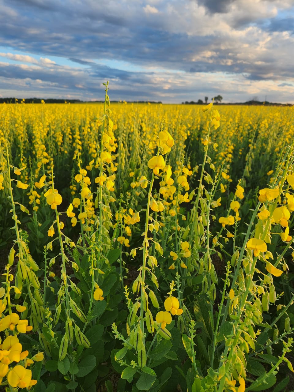 Primeira cultivar de Crotalária Espectábilis produzida no Brasil estará disponível no mercado neste ano