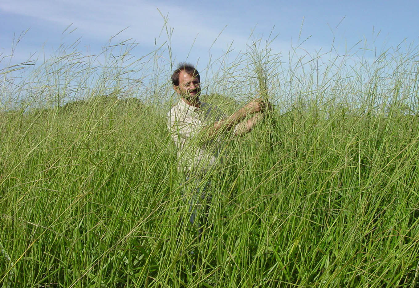Teste de tetrazólio para sementes de Brachiaria brizantha