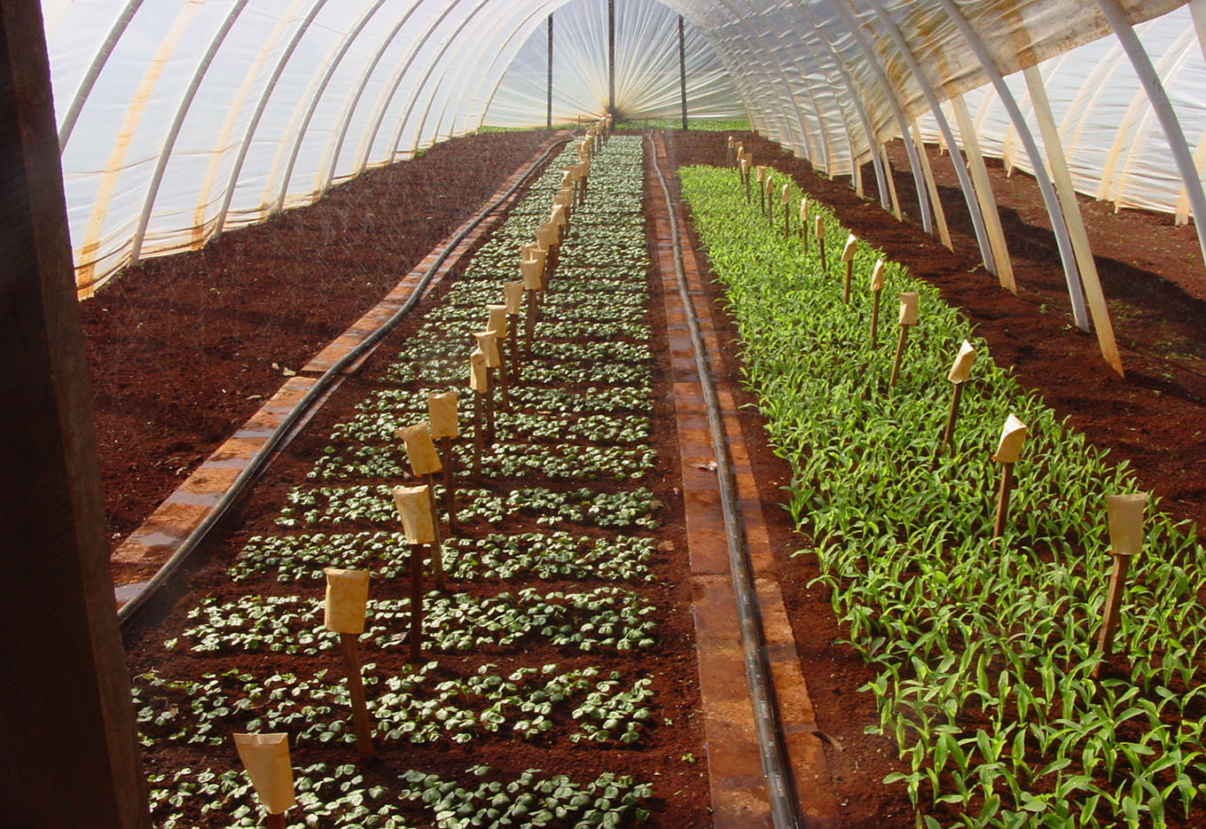 Qualidade de Semente para Qualidade de Grão