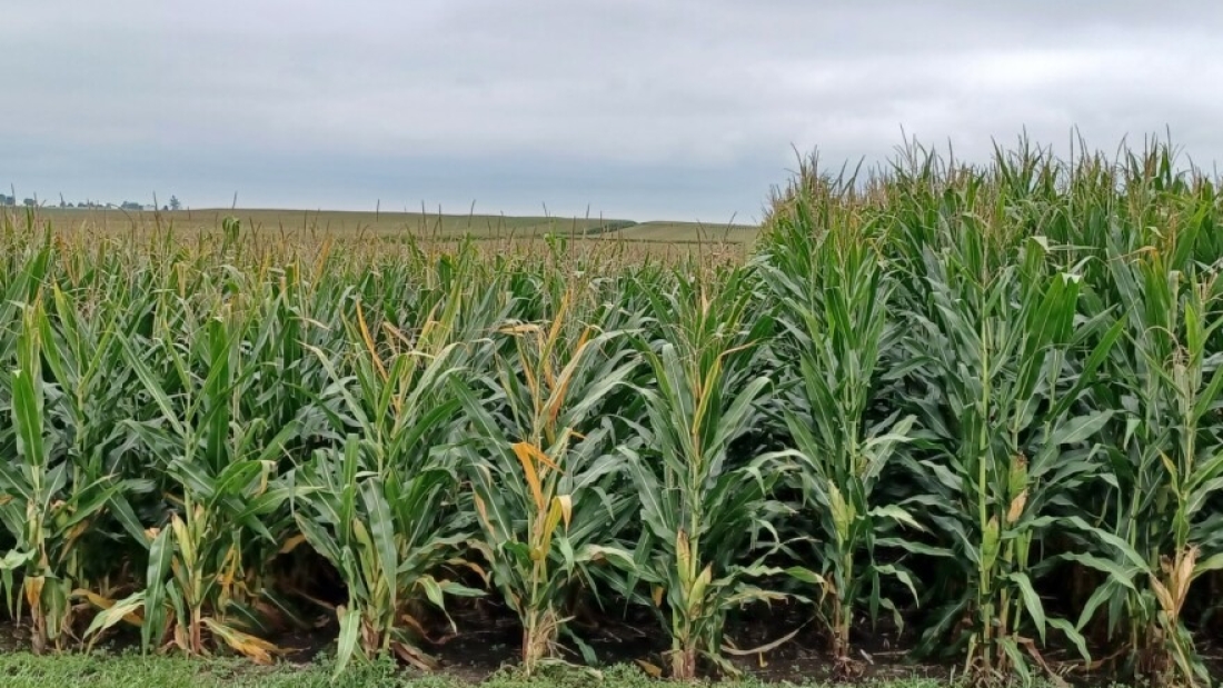 Pesquisadores chineses desenvolvem um método de edição genética para reduzir a altura das plantas de milho