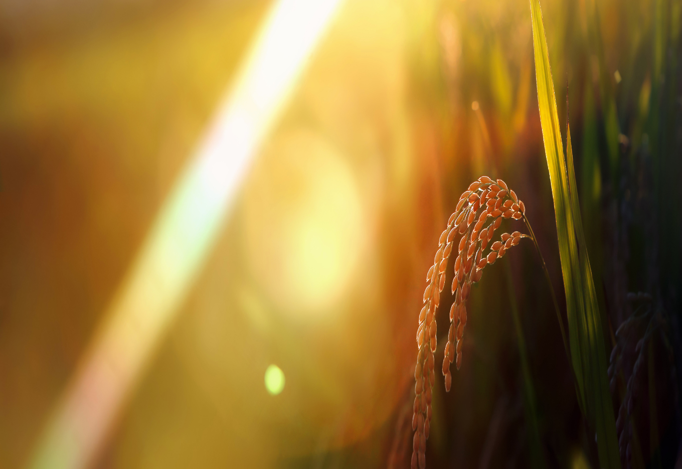 Novos estudos com arroz perene apresentam maior sustentabilidade com alto rendimento