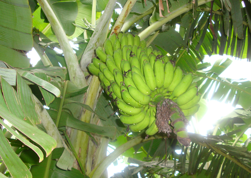Embrapa desenvolve duas variedades de banana resistentes ao Fusarium R4T, a doença mais grave para a banana no mundo