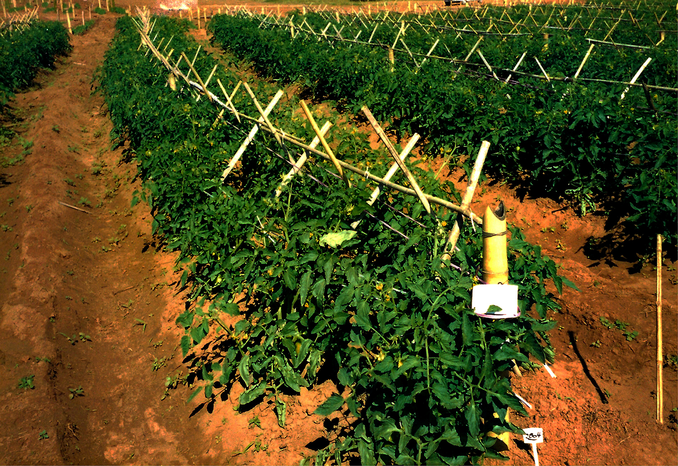 Investir em Horticultura, Um Grande Negócio!