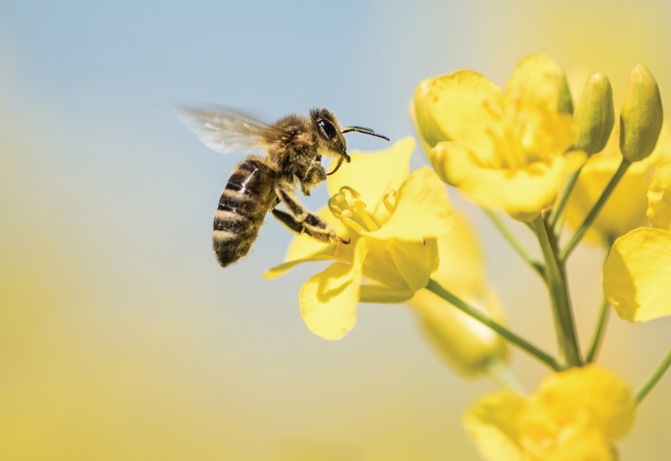 Um olhar atento às abelhas por todo o mundo