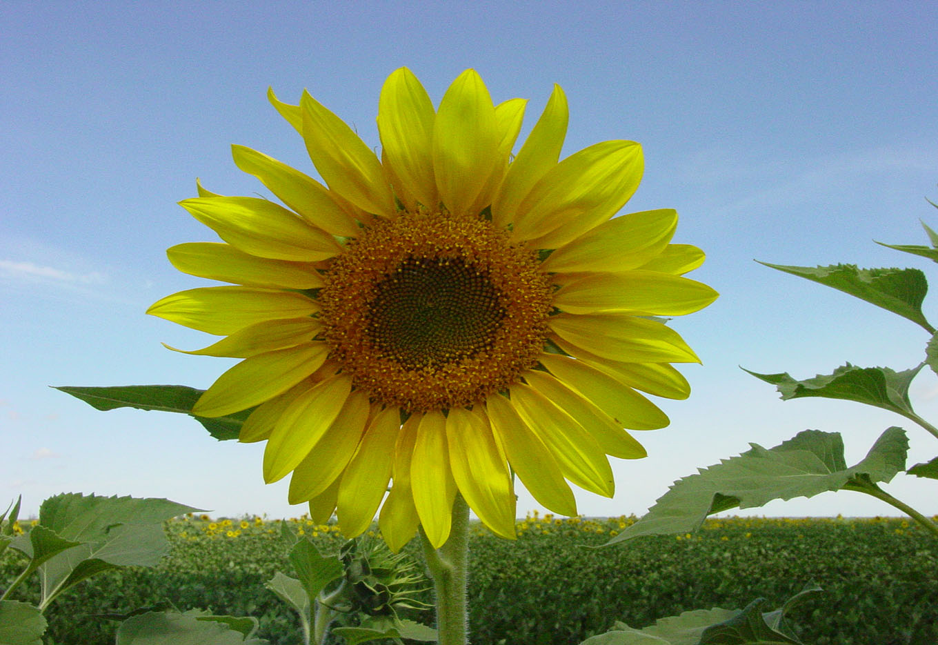 Sistema de Sementes na Bolívia