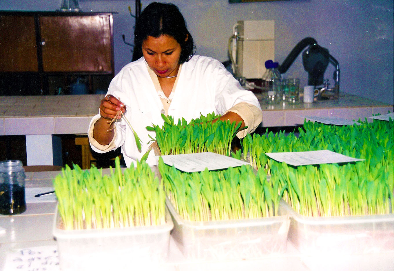 Qualidade total já é parte do negócio de sementes