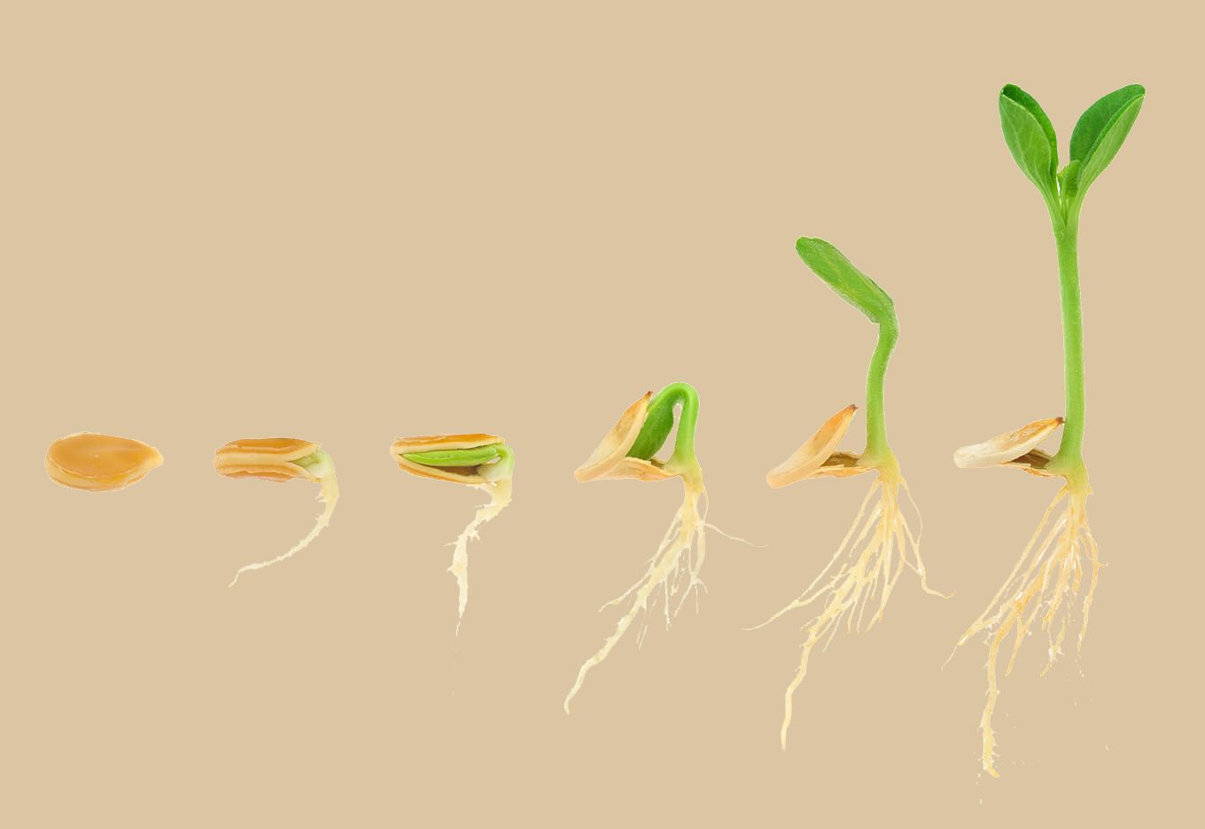 Identificações de limitações no estabelecimento de plantas