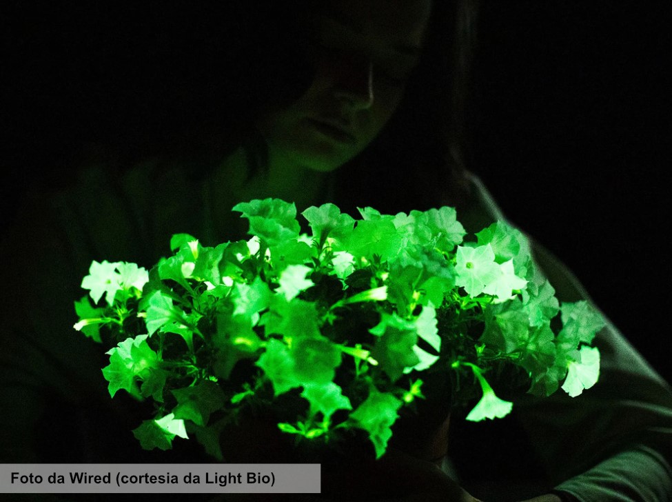 Aí vêm as petúnias bioluminescentes para iluminar os jardins à noite