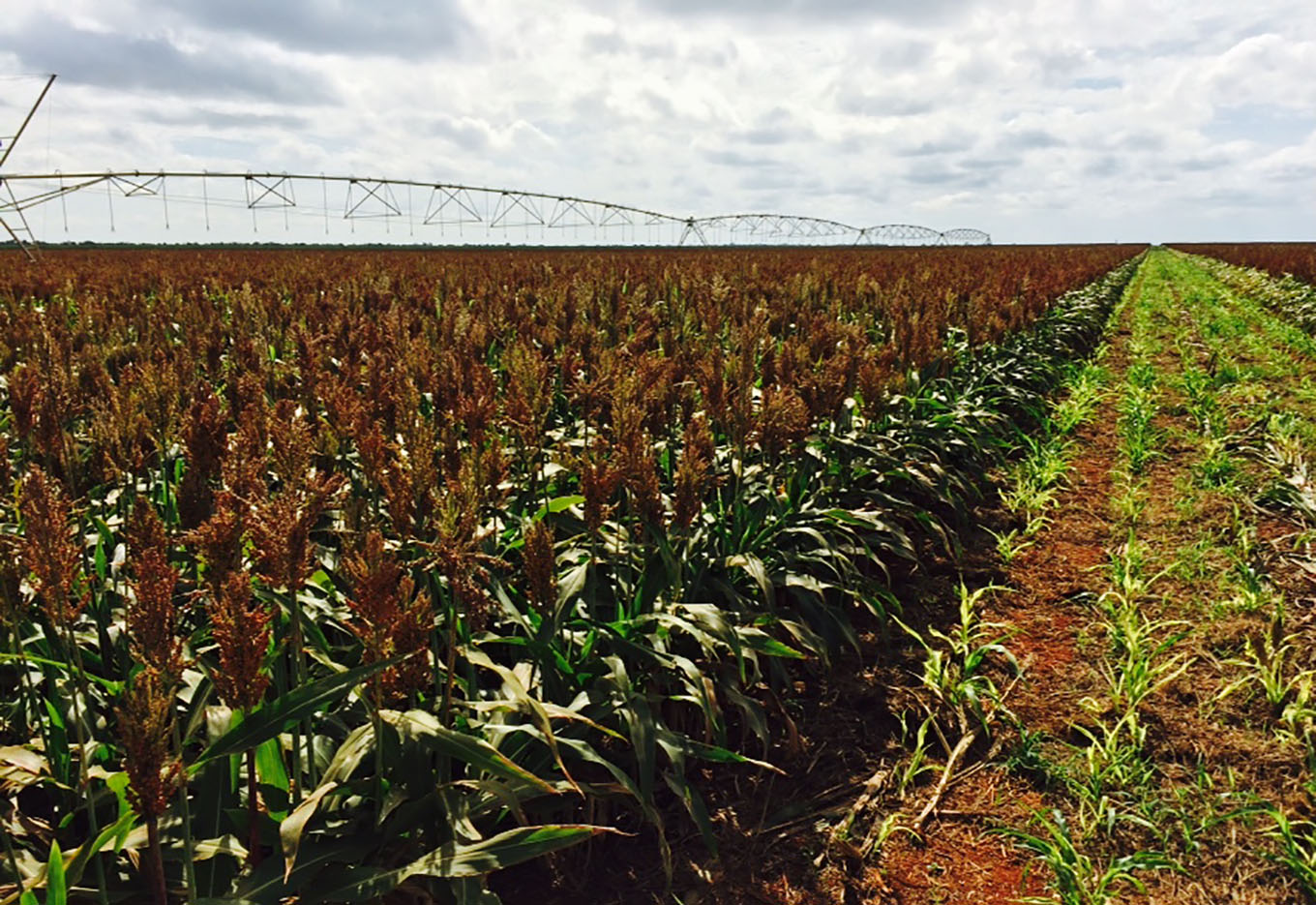 Nova Matriz Produtiva Agrícola no Brasil