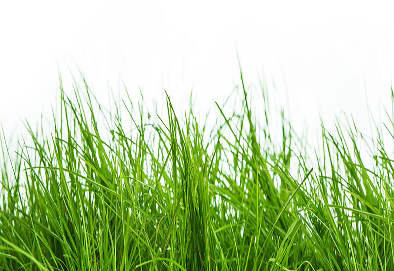 Novas Cultivares Forrageiras e a Parceria EMBRAPA-UNIPASTO