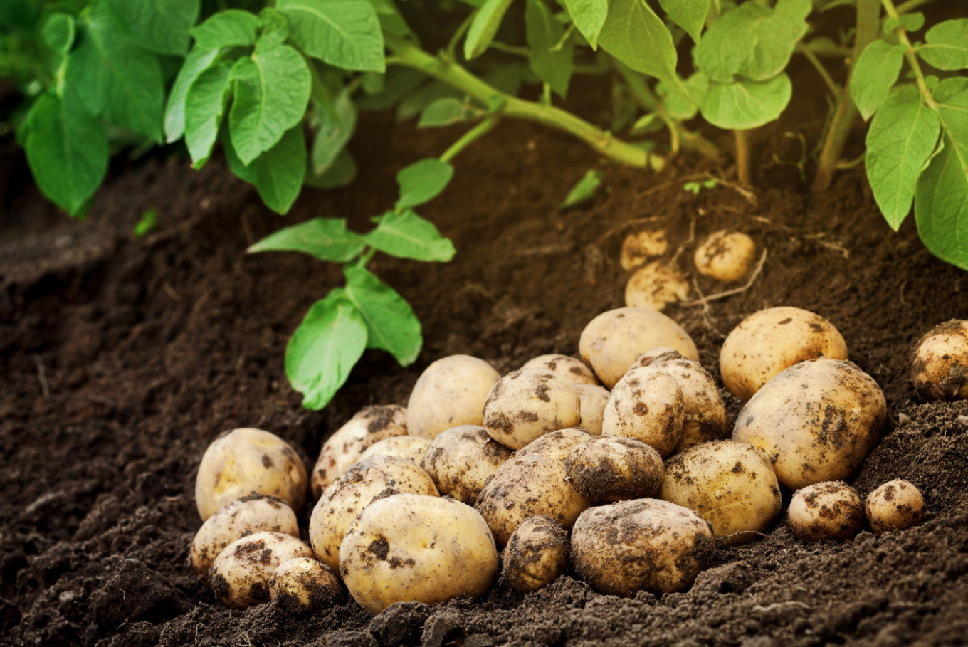 Batata rica em amido, mas sem amilose, é desenvolvida através da edição de genes