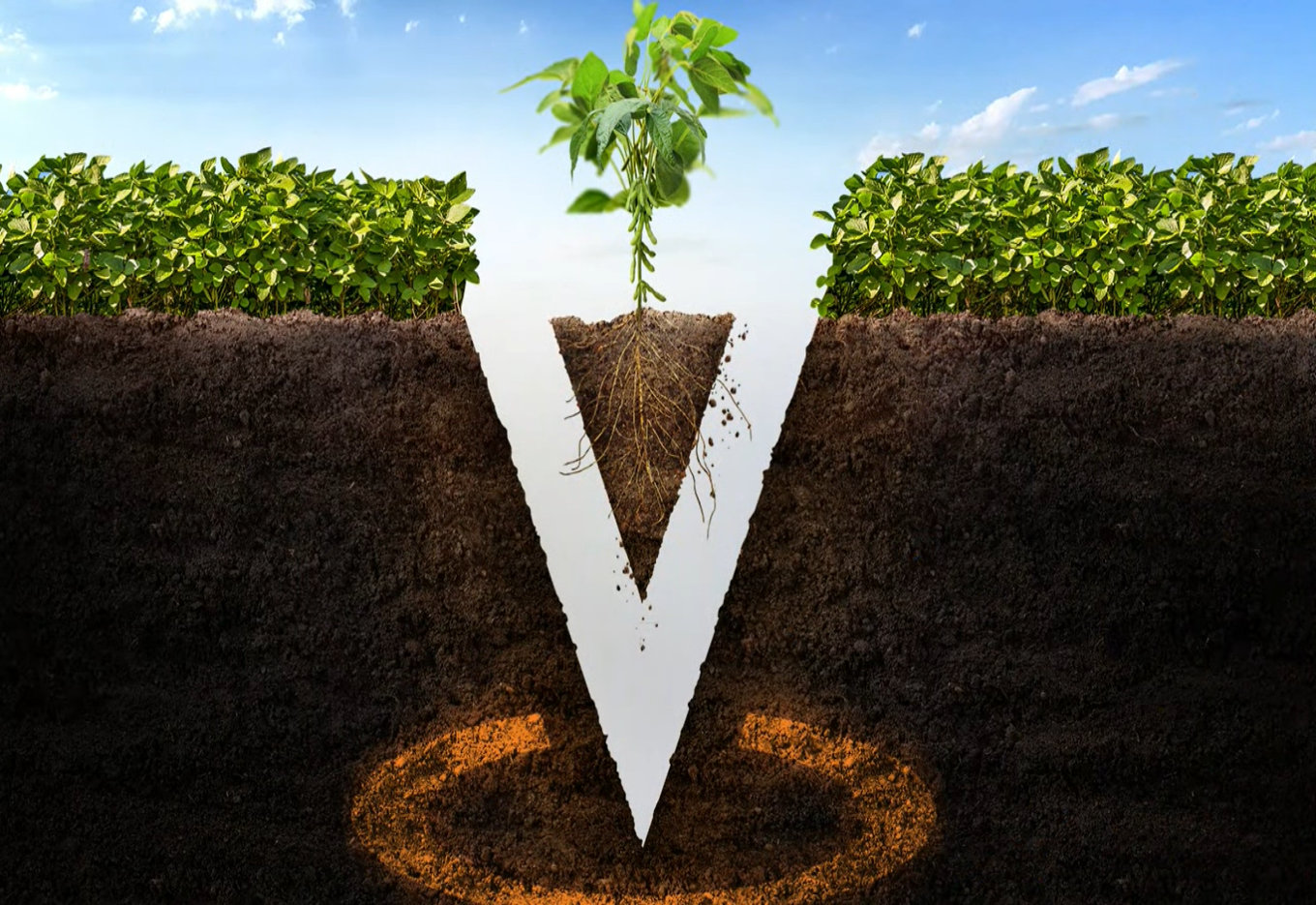 Bayer lança o Verango® Prime como nova solução para o manejo de nematoides na soja