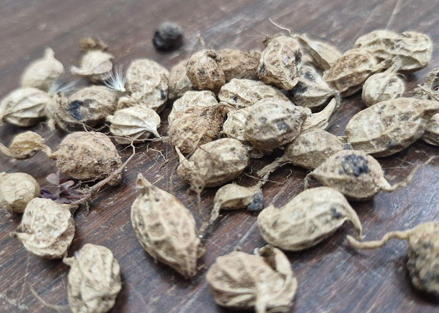 Gene de parente silvestre do amendoim ativa memória de defesa contra seca e pragas em plantas cultivadas