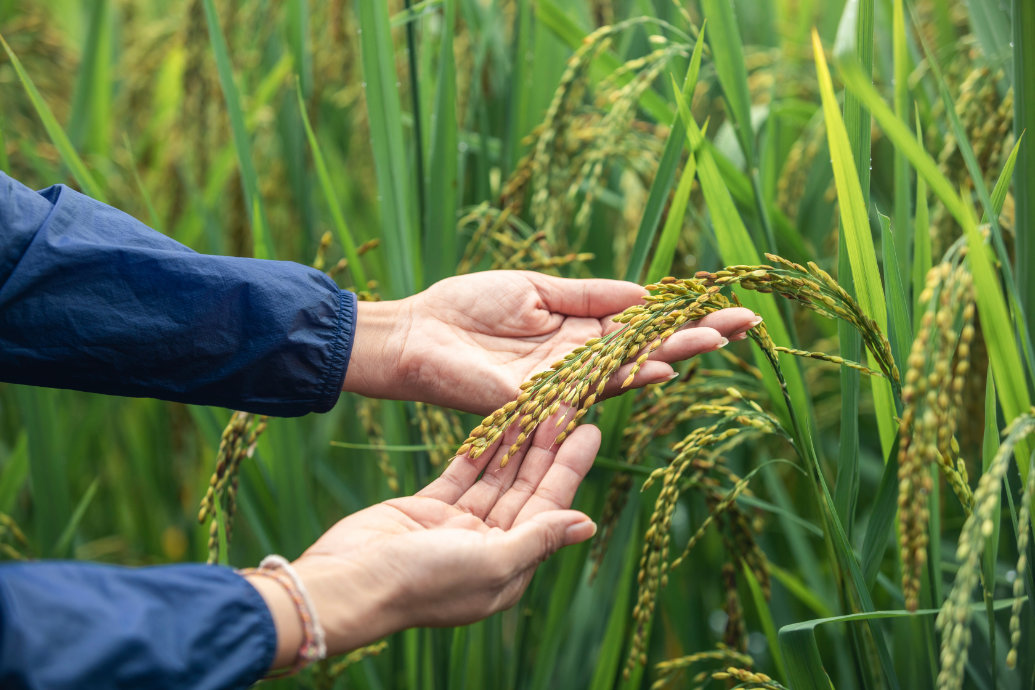 O INASE está progredindo na incorporação de inteligência artificial para a verificação do arroz na Argentina