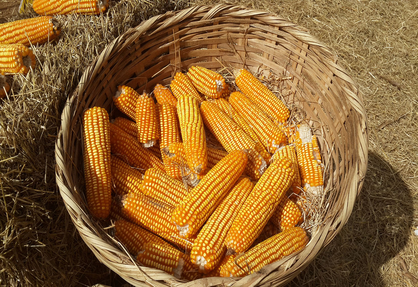 Safrinha Programada Garante o Sucesso