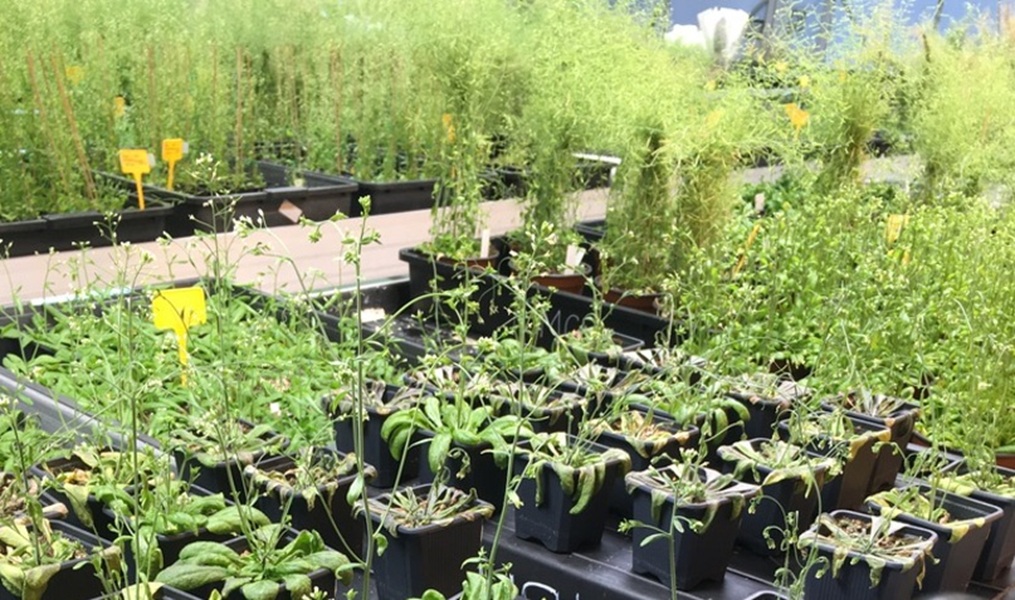 Um estudo do CSIC identifica o código molecular que permite às plantas resistir à seca