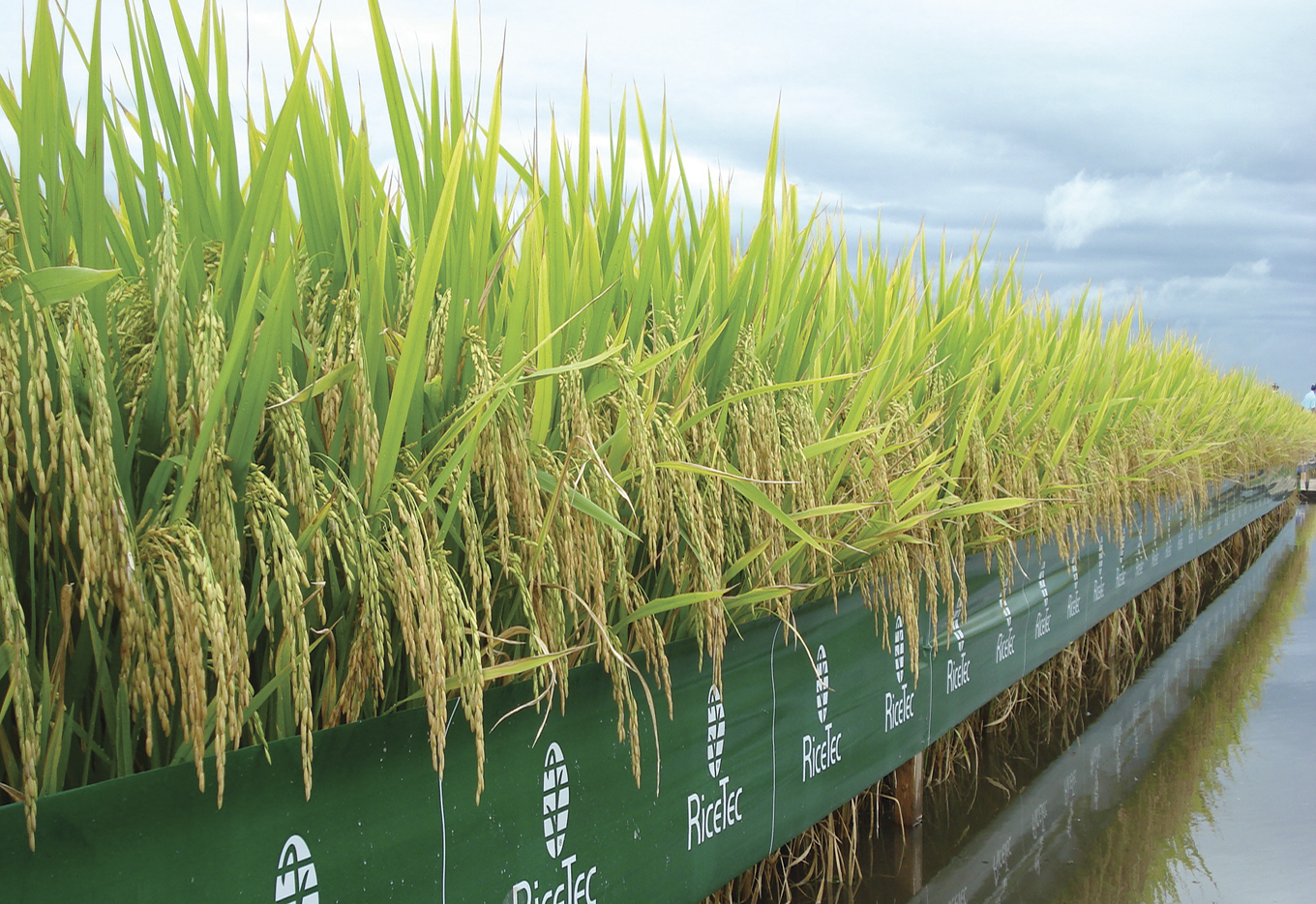 Rice Tec Participa de Evento na China