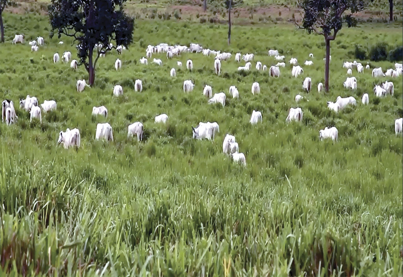 Unipasto/Embrapa: Uma parceria de sucesso