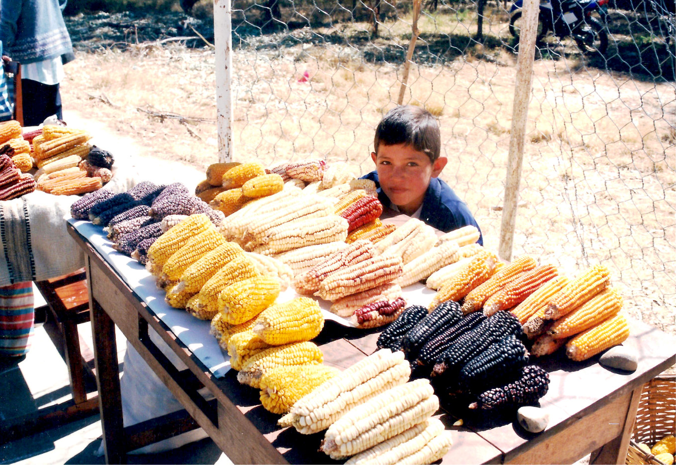 A presença dos cultivos transgênicos na América Latina