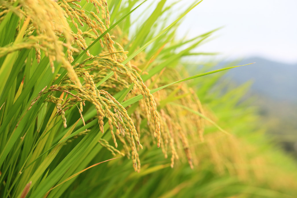 Produção de arroz bate recorde em 2024: o que impulsiona o crescimento? Produção de arroz bate recorde em 2024: o que impulsiona o crescimento?