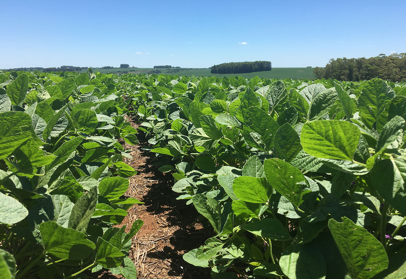 Soja Anseia por Nova Categoria de Sementes