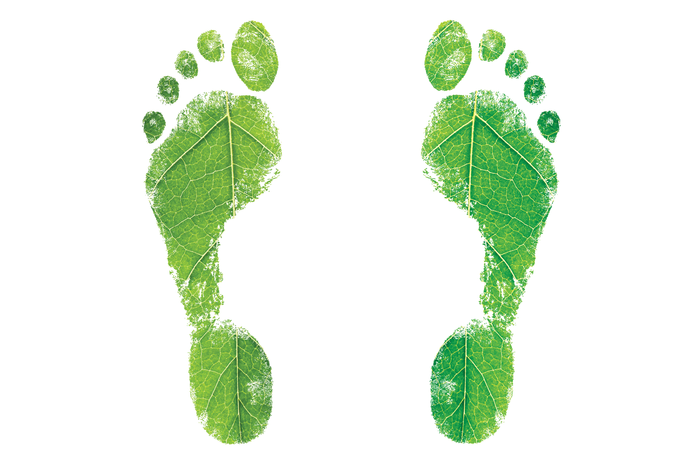 A pegada ambiental da nossa cadeia de alimentos: