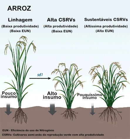 Cientistas propõem nova "Revolução Verde" em técnicas de melhoramento para a agricultura sustentável