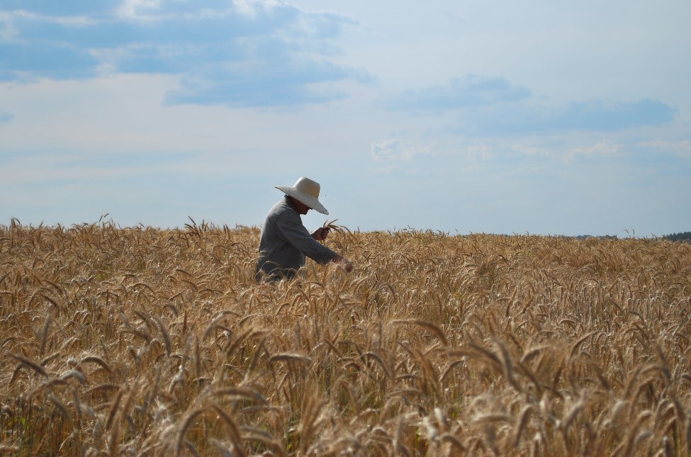 O Zoneamento Agrícola de Riscos Climático (ZARC) para cereais de inverno foi atualizado O Zoneamento Agrícola de Riscos Climático (ZARC) para cereais de inverno foi atualizado