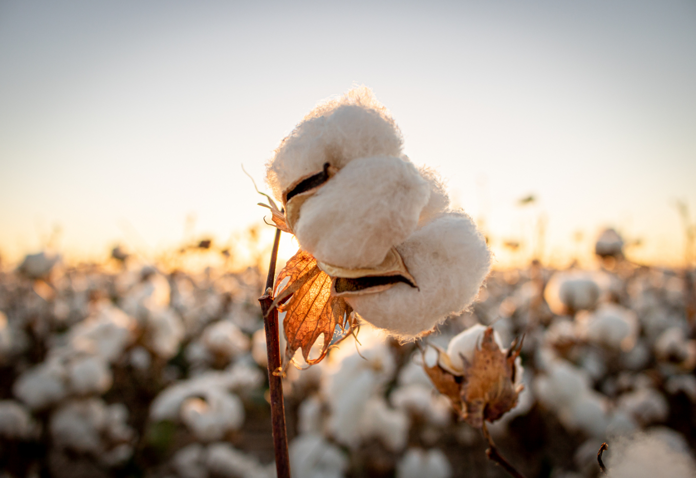 De genes a jeans: novos insights genéticos podem levar ao algodão resistente à seca