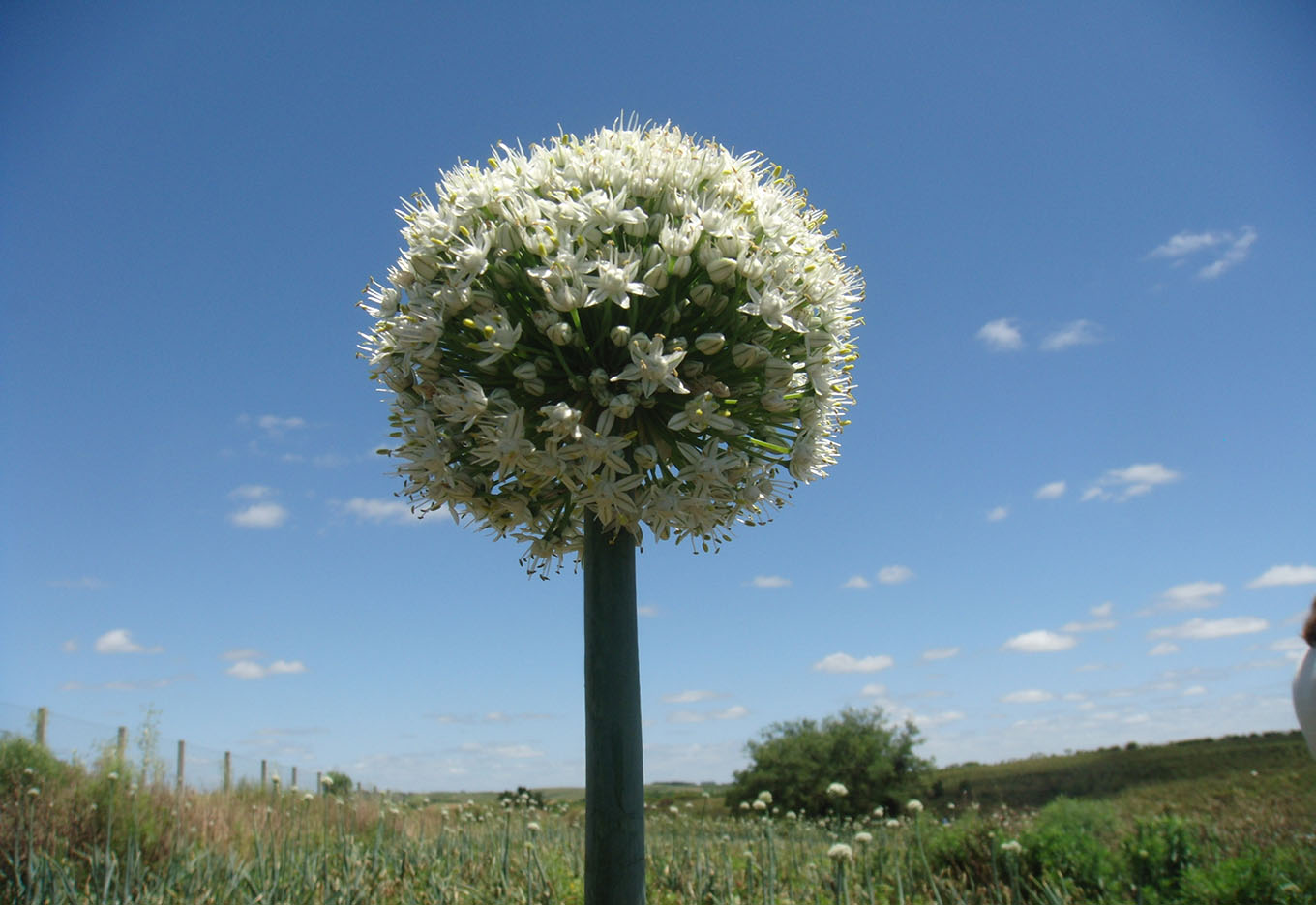 Cultivares e Híbridos de Hortaliças