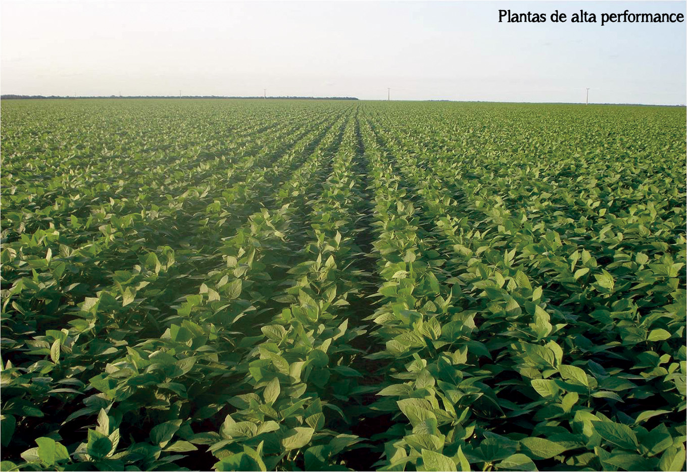 Produtividade da soja em função do vigor das sementes