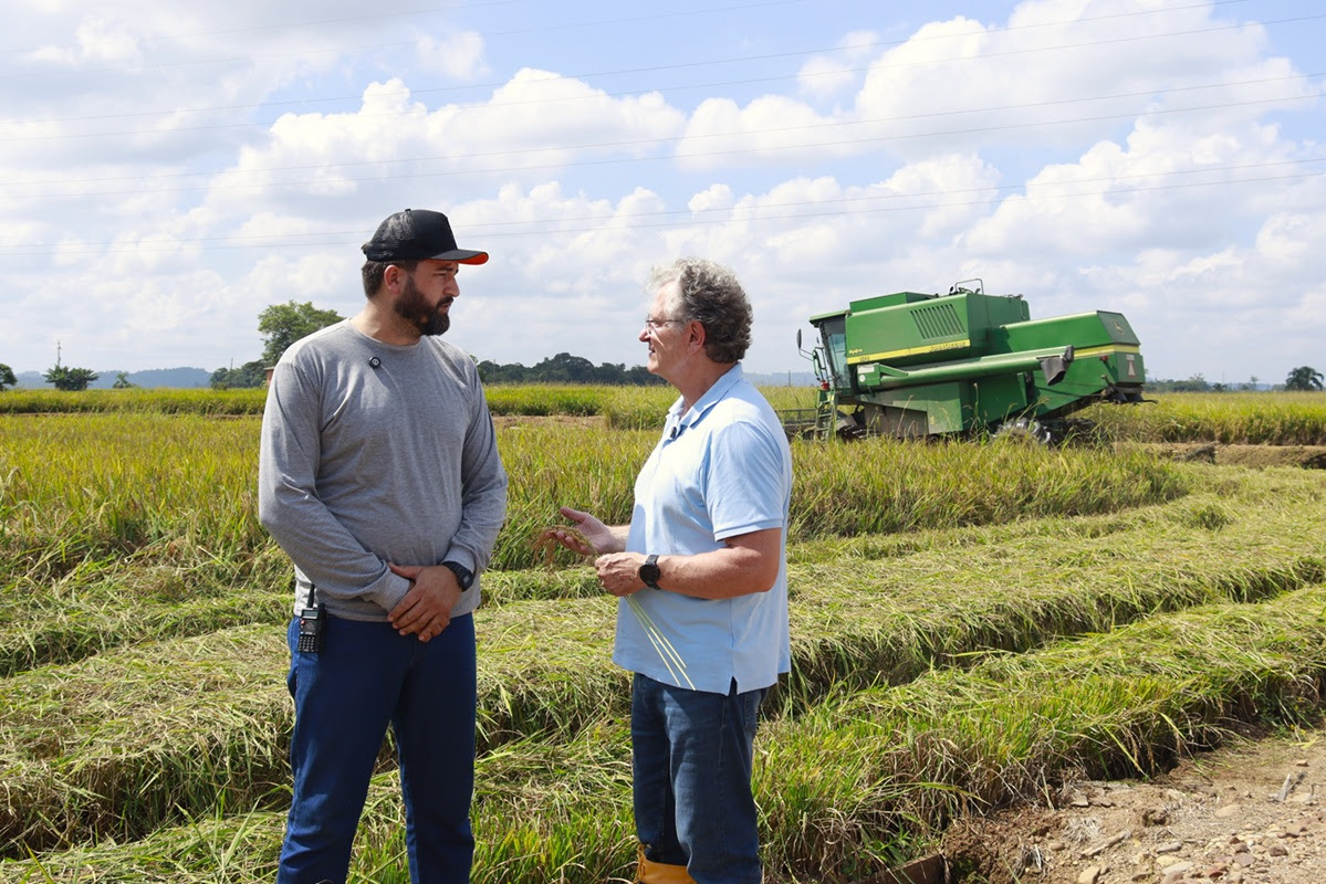 Colheita avança em SC sob pressão da crise do arroz