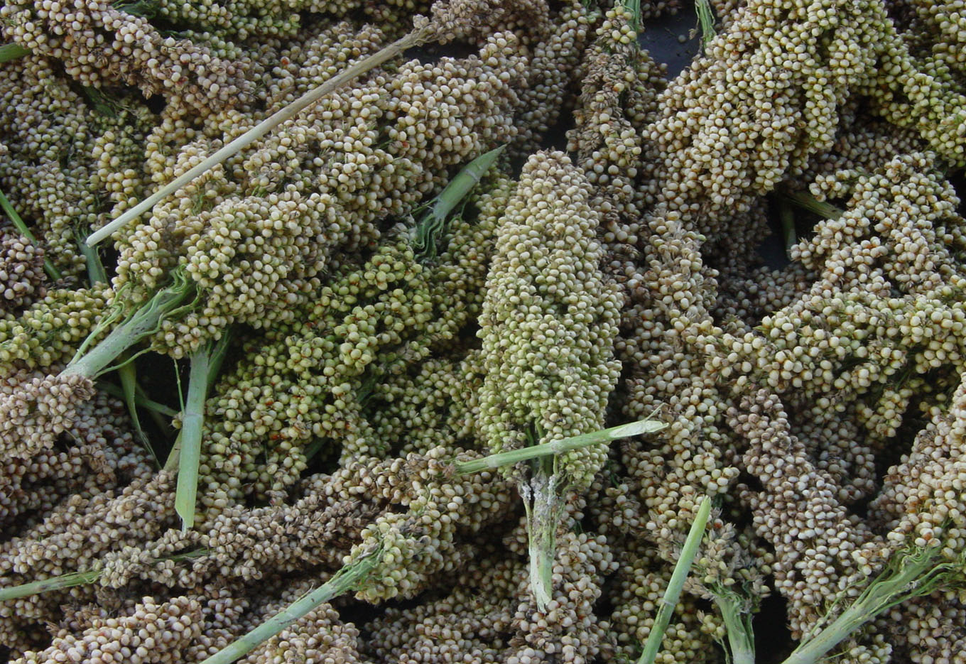 A força da pesquisa contra doença do sorgo