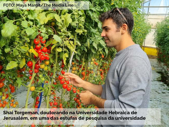 Cientistas israelenses desenvolvem tomate resistente à seca