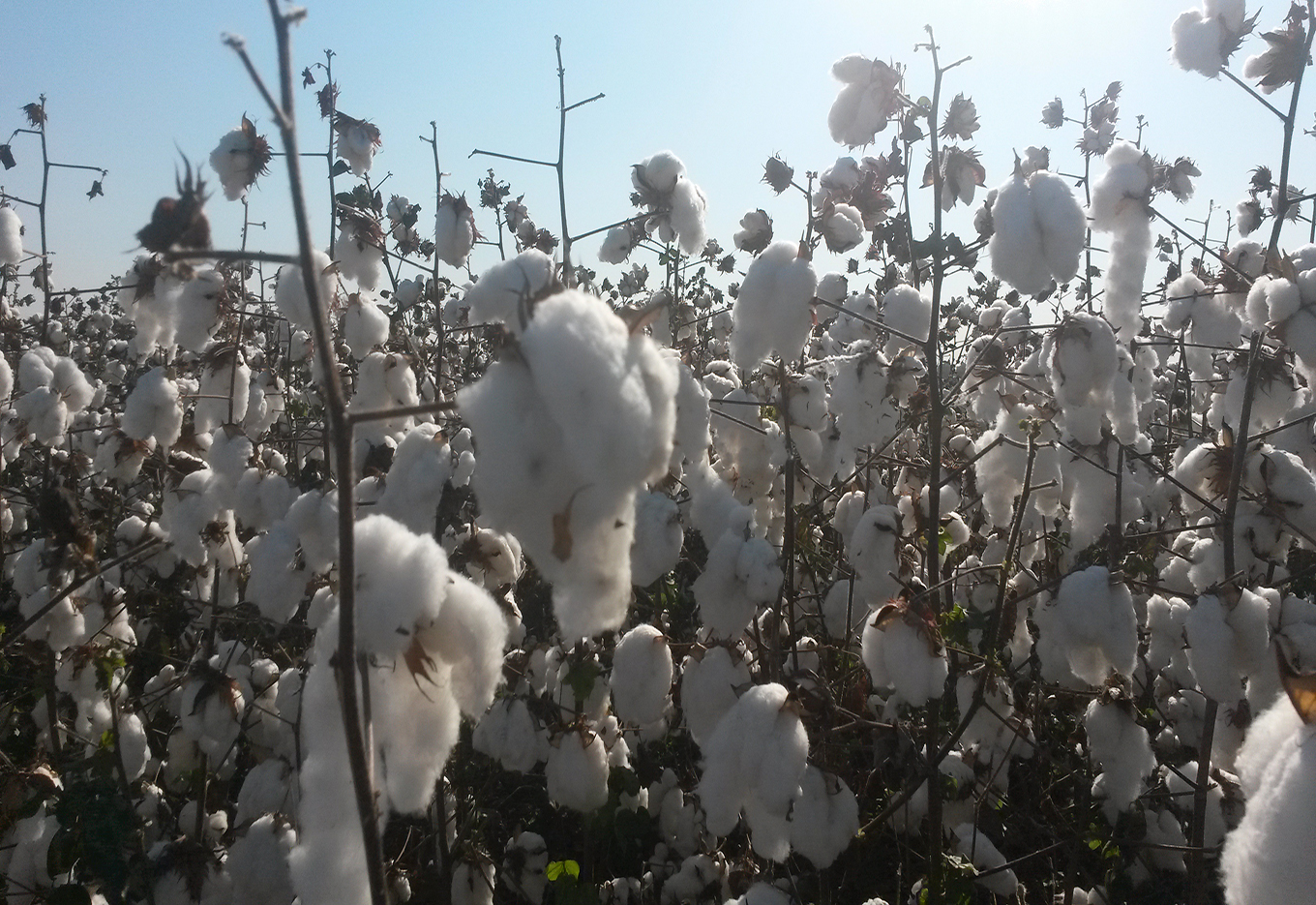 O status global das culturas biotecnológicas