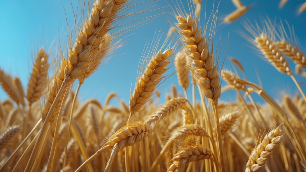 Reformas e atualizações na Argentina em torno de uma nova Lei de Sementes