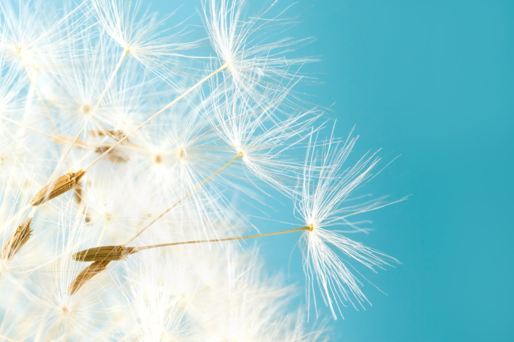 Sabedoria materna: nova descoberta mostra como as plantas preparam suas sementes para o sucesso