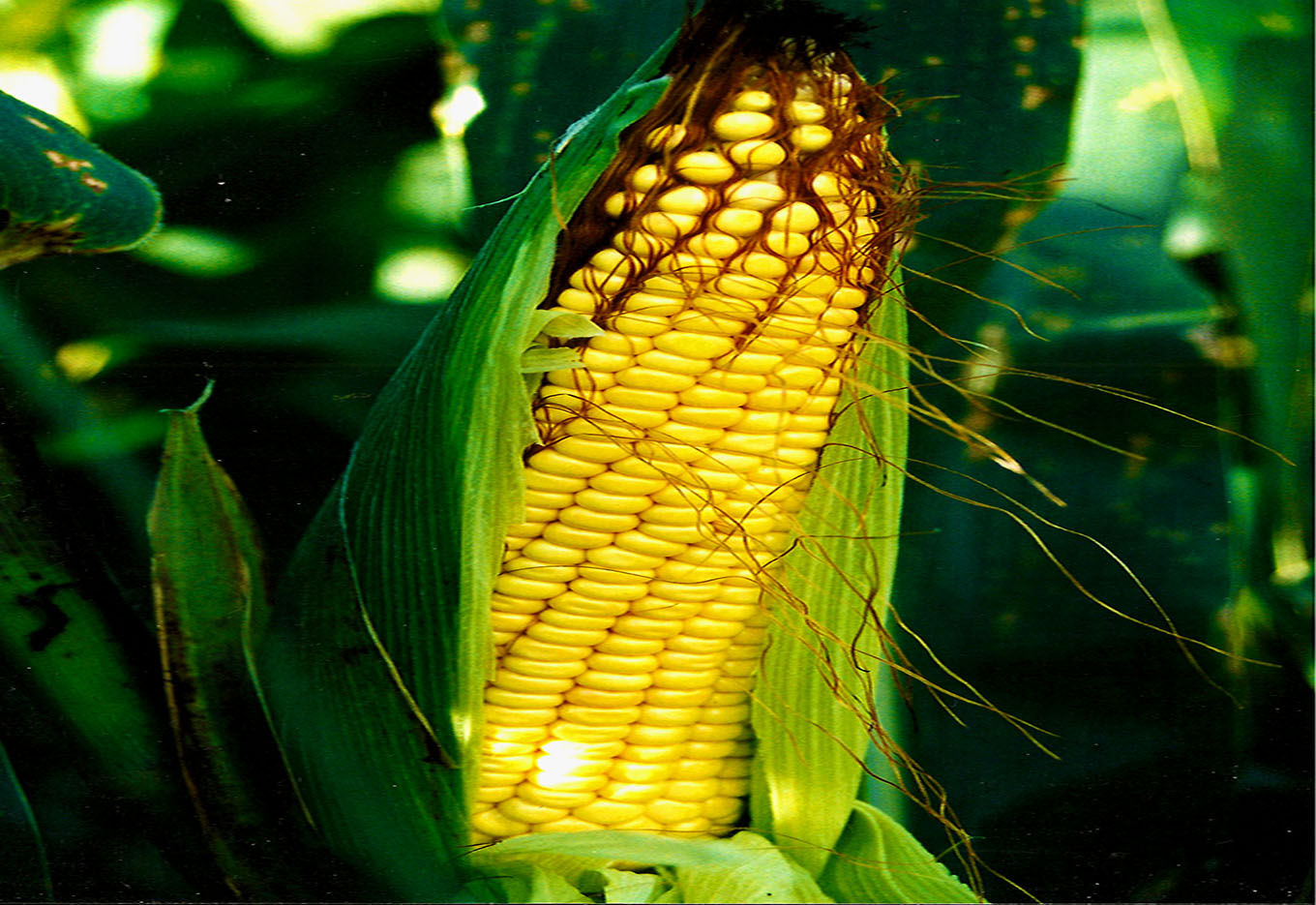 Milho transgênico colhido no Brasil