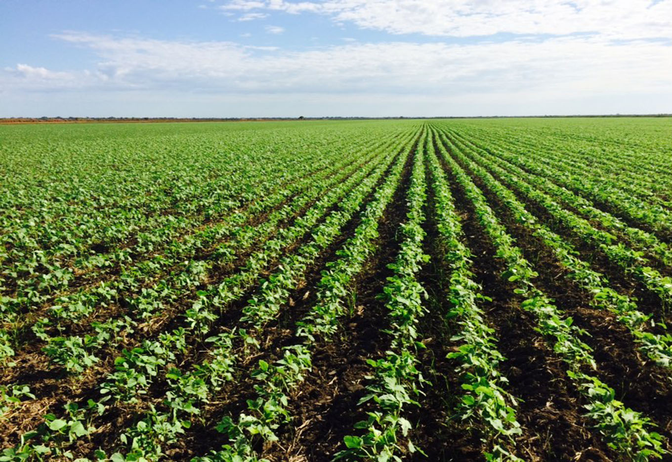 Escolha a Cultivar Certa de Soja