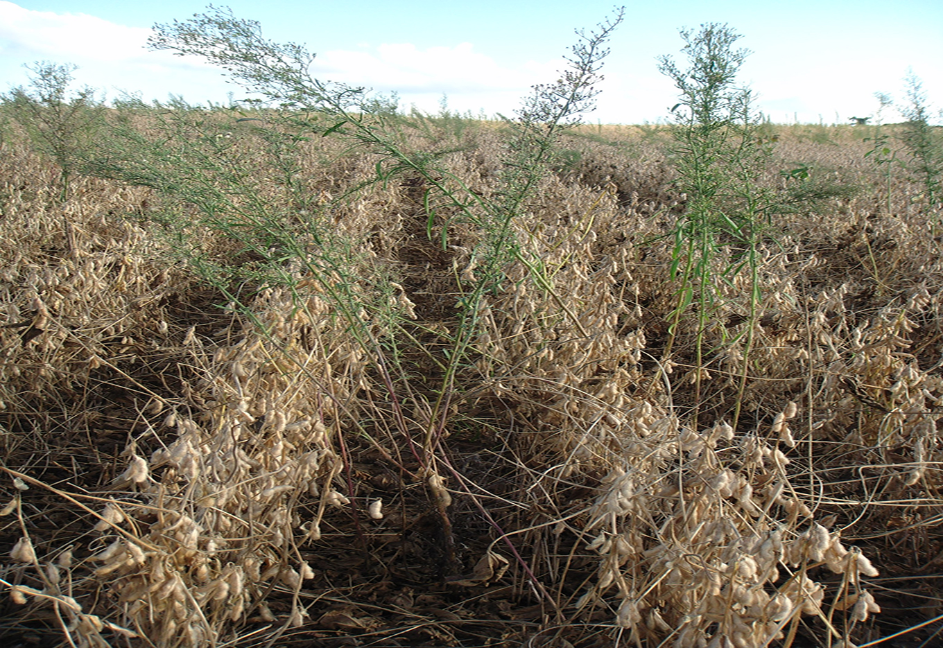 Controle de plantas daninhas: Novas tecnologias