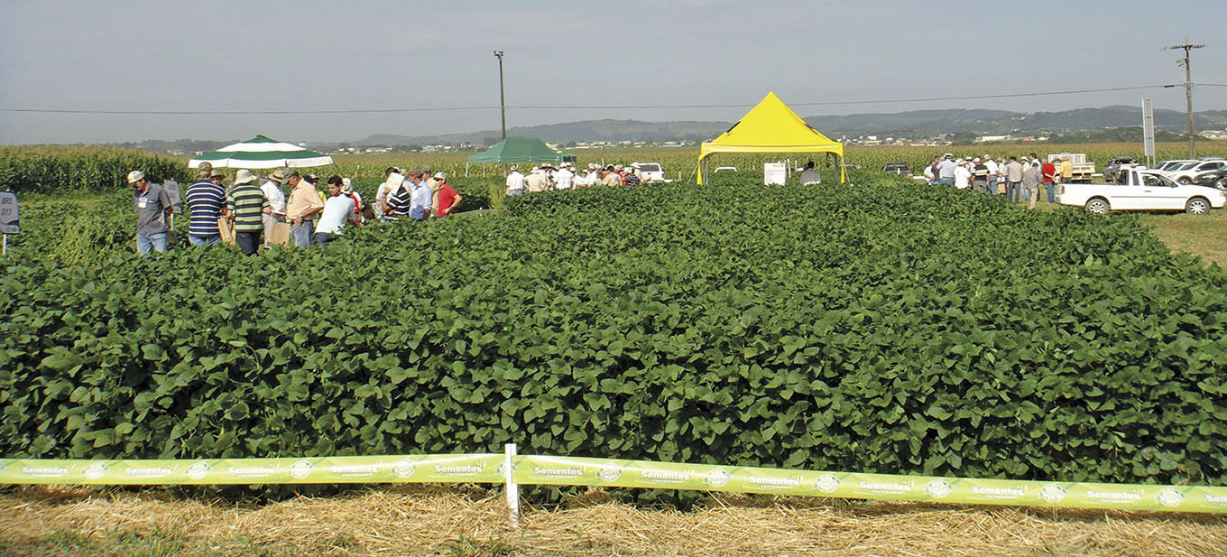 A produção de grãos e a dinâmica do mercado de sementes