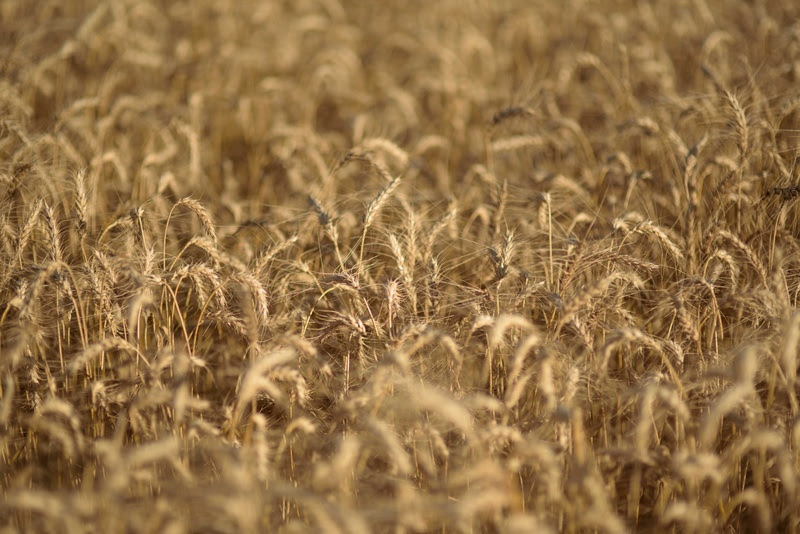 O papel do trigo no manejo integrado de plantas daninhas