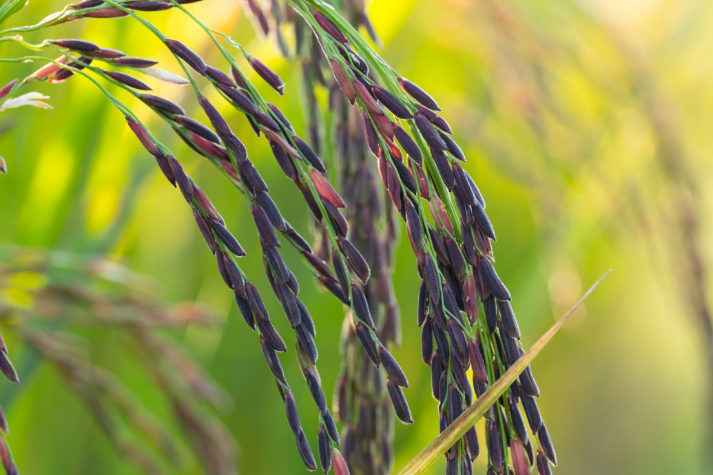 Primeiro Arroz Preto da Embrapa, BRS AS707, chega ao mercado orizícola