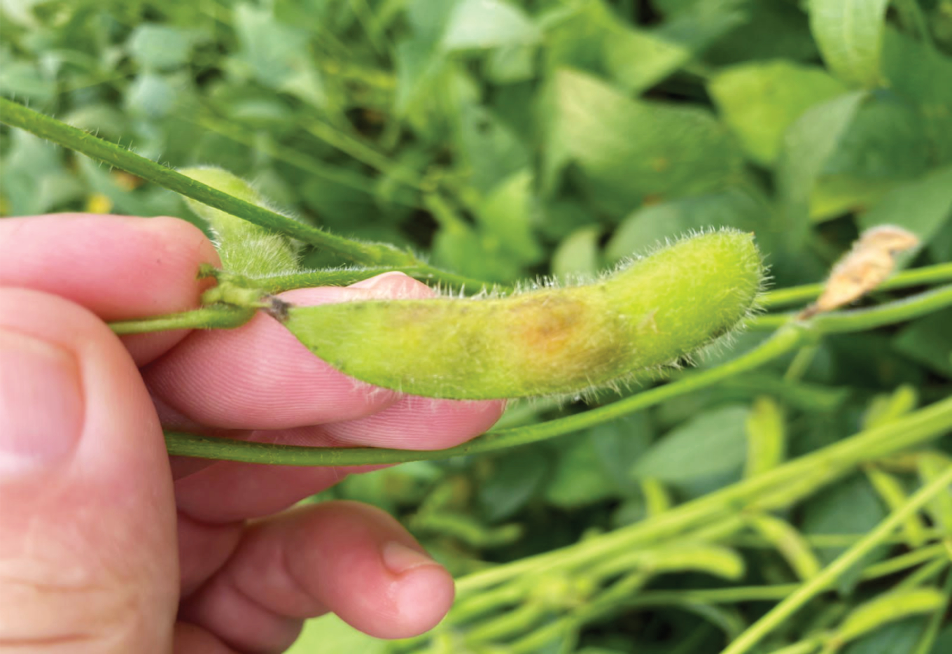 Surge uma doença na cultura da soja com alto impacto na produtividade