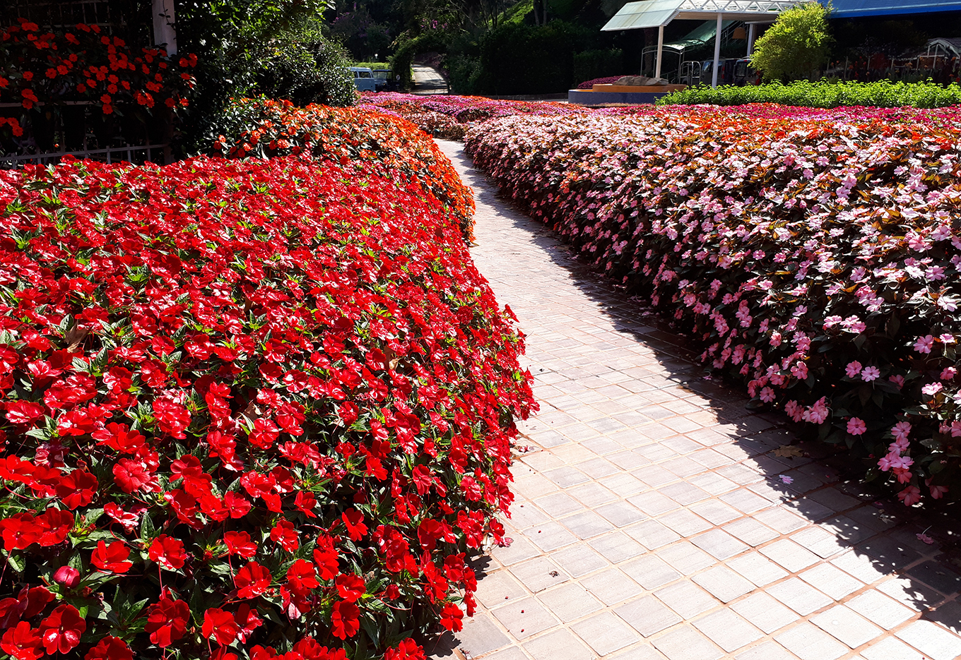 Flores que florescem, faça sol ou chuva, da primavera ao outono