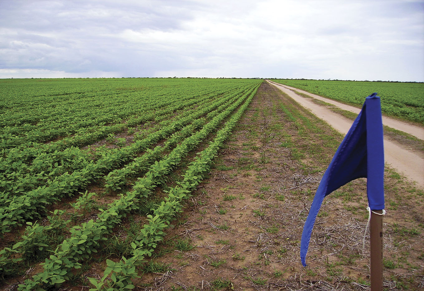 Monitoramento Ambiental para cultivo de OGMs